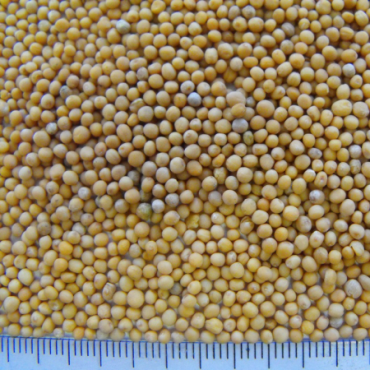 yellow mustard seed